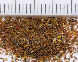 Attēlu rezultāti vaicājumam “Helichrysum arenarium bud”