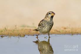 Image result for Passer hispaniolensis