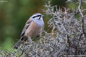 Image result for Emberiza cia