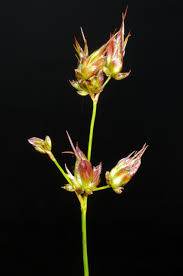 Attēlu rezultāti vaicājumam “Juncus bulbosus”