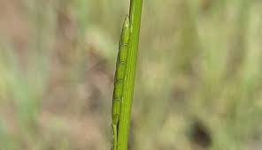 Attēlu rezultāti vaicājumam “Glyceria fluitans leaf”