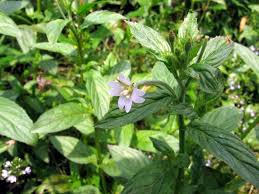 Attēlu rezultāti vaicājumam “Epilobium roseum flower”