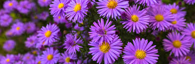 Image result for Aster