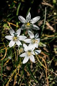 Attēlu rezultāti vaicājumam “Ornithogalum umbellatum flower”