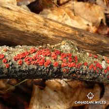 Attēlu rezultāti vaicājumam “Peniophora rufa”