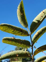 Attēlu rezultāti vaicājumam “Gymnosporangium cornutum”