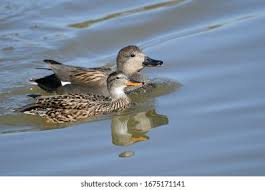 Attēlu rezultāti vaicājumam “Anas strepera female”