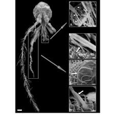 Attēlu rezultāti vaicājumam “Trichia longipalpis”