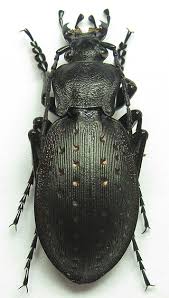 Attēlu rezultāti vaicājumam “Carabus hortensis”