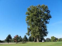 Attēlu rezultāti vaicājumam “Populus laurifolia”