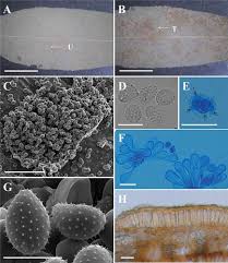 Attēlu rezultāti vaicājumam “Melampsora epitea”