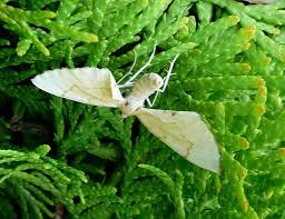 Attēlu rezultāti vaicājumam “Eulithis pyraliata”