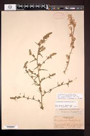 Attēlu rezultāti vaicājumam “Corispermum hyssopifolium fruit”