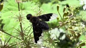 Attēlu rezultāti vaicājumam “Hemipenthes morio”