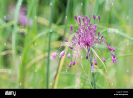 Attēlu rezultāti vaicājumam “Eurhynchiastrum pulchellum macro”