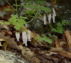 Image result for Adlumia fungosa