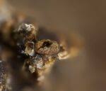 Attēlu rezultāti vaicājumam “Licea chelonoides”