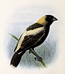 Image result for Dolichonyx oryzivorus
