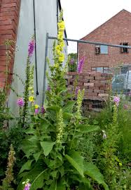 Attēlu rezultāti vaicājumam “Verbascum densiflorum”