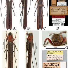 Attēlu rezultāti vaicājumam “Rhamnusium bicolor”