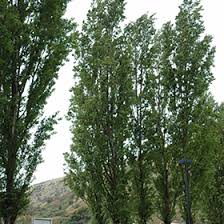 Attēlu rezultāti vaicājumam “Populus nigra”