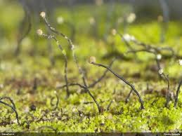 Attēlu rezultāti vaicājumam “Chaenotheca gracilenta”