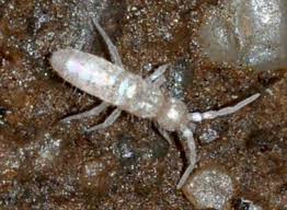 Attēlu rezultāti vaicājumam “Heteromurus nitidus”