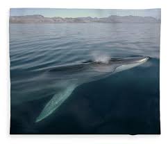 Image result for Balaenoptera physalus