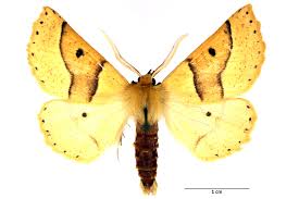 Attēlu rezultāti vaicājumam “Crocallis elinguaria larva”