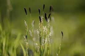 Attēlu rezultāti vaicājumam “Carex cespitosa”