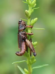 Attēlu rezultāti vaicājumam “Entomophaga grylli”
