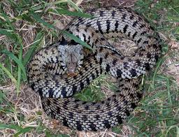 Attēlu rezultāti vaicājumam “Natrix natrix adult”