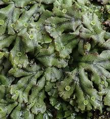 Attēlu rezultāti vaicājumam “Marchantia polymorpha”