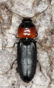 Attēlu rezultāti vaicājumam “Cardiophorus ruficollis”