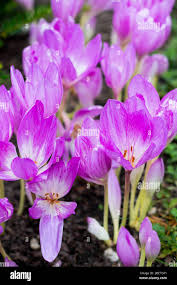 Attēlu rezultāti vaicājumam “Colchicum autumnale flower”