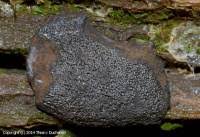 Attēlu rezultāti vaicājumam “Lindbladia tubulina”