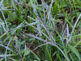 Attēlu rezultāti vaicājumam “Physarum cinereum spores”