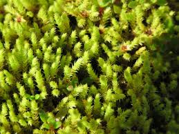 Attēlu rezultāti vaicājumam “Philonotis fontana”