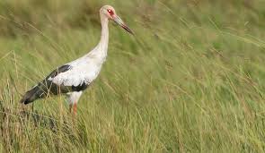 Attēlu rezultāti vaicājumam “Ciconia ciconia adult”