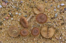 Attēlu rezultāti vaicājumam “Inocybe lanuginosa”