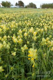 Attēlu rezultāti vaicājumam “Rhinanthus minor”