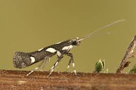 Attēlu rezultāti vaicājumam “Calybites phasianipennella”