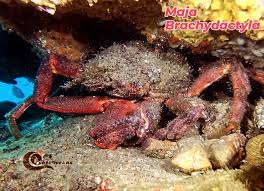 Image result for Maja brachydactyla