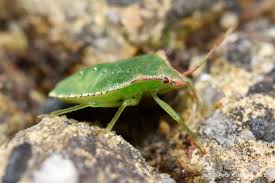 Attēlu rezultāti vaicājumam “Acanthosoma haemorrhoidale imago”