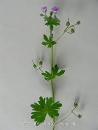 Attēlu rezultāti vaicājumam “Geranium molle leaf”