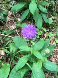 Image result for Knautia dipsacifolia