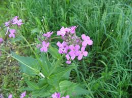 Attēlu rezultāti vaicājumam “Hesperis matronalis”