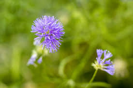 Attēlu rezultāti vaicājumam “Campanula cervicaria flower”