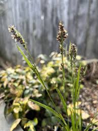 Attēlu rezultāti vaicājumam “Juncaceae”