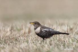 Image result for Turdus torquatus